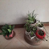 گلخانه کامل|گل و گیاه طبیعی|بروجرد, |دیوار