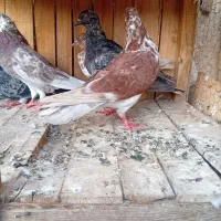 کبوتر گرفتنی|پرنده|قم, گلزار|دیوار