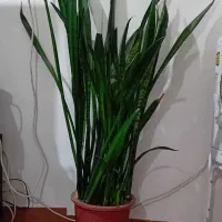 سلام این یک گل طبیعی است