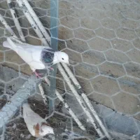 لانه توری سالم