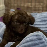 پودل اشپیز نر ۶۰ روزه