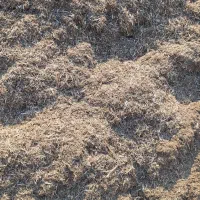 کاه ماش درجه یک زیر قیمت