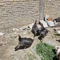 چهار عدد بوغلمون ماده  وده عددمرغ محلی