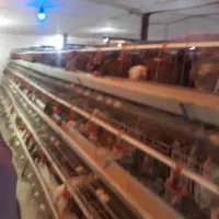 قفس مرغ منبری