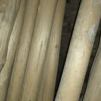 درخت 30عدد