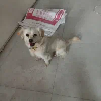 واگذاری سگ پاکوتاه