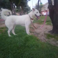 سگ میکس شرمن هاسکی ماده|سگ|کرج, کوی امامیه|دیوار