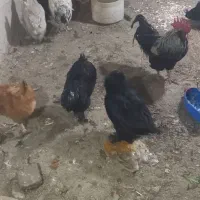 مرغ وخروس جوان|حیوانات مزرعه|خوی, |دیوار