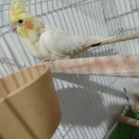 عروس هلندی لوتینو ماده