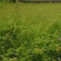 فروش ۱۶۵۰ متر زمین