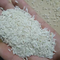 برنج خودم کشاورز هستم