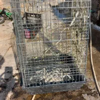 یک عدد قفس پرنده سایز بزگ فروشی|لوازم جانبی حیوانات|پیشوا, |دیوار