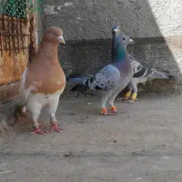 کفتر کله زرد