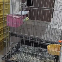 مررغ عشق سالم در حال جفت گیری|پرنده|جیرفت, |دیوار