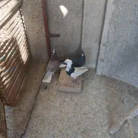 ۳ عدد کبوتر نر
