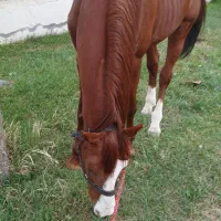 با سلام یک عدد اسب نریان نژاد عرب ترکیه