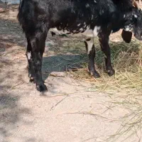 فروش تروشت|حیوانات مزرعه|نیک شهر, |دیوار