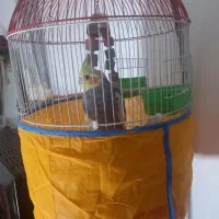 طوطی سخنگو سرحال با تمام امکانات|پرنده|رشت, جانبازان|دیوار