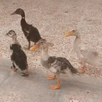 اردک ۴ ماهه