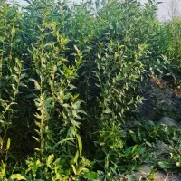 نهال بادام سنگی محلی|حراج|مراغه, |دیوار