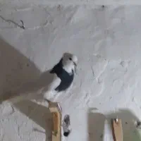 فروش