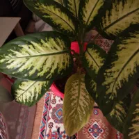 گل‌و‌گیاه‌طبیعی‌|گل و گیاه طبیعی|بروجرد, |دیوار