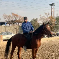 دوسر خارجی اخته ۶ ساله