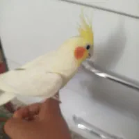 عروس هلندی|پرنده|سبزوار, فرهنگیان|دیوار