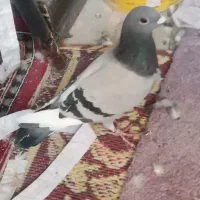 کفتر|پرنده|قم, یزدانشهر|دیوار