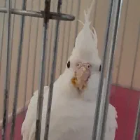 پرنده عروس هلندی|پرنده|پاکدشت, پاکدشت (مامازند)|دیوار