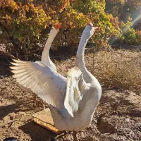 قوغاز اصیل اوکراینی سفید