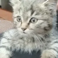 گربه ملوس|گربه|زرقان, |دیوار