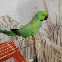 طوطی ملنگو اهلی|پرنده|اهر, |دیوار