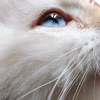 بریتیش نر شجره دار روس با کد خاص رنگی by1233|گربه|رشت, نیکمرام|دیوار