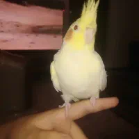 عروس هلندی جفت|پرنده|تهران, ائمه اطهار|دیوار