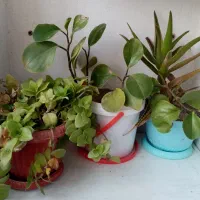 گل و گیاه شاداب|گل و گیاه طبیعی|ابهر, |دیوار