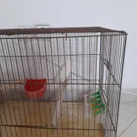 طوطی برزیلی|پرنده|فردیس, فردیس|دیوار