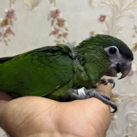 جوجه آرا هانس