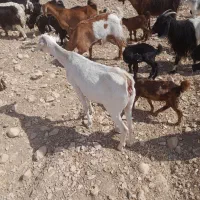 بز سانن با بز های محلی|حیوانات مزرعه|جره و بالاده, |دیوار