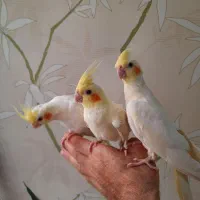 عروس هلندی لوتینو دستی