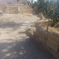قو غاز ماده جوان|حیوانات مزرعه|میان جلگه, |دیوار
