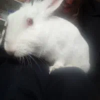 خرگوش. ازمایشگاهی.معاوضه با مرغ عشق یا طوطی.|موش و خرگوش|تبریز, |دیوار