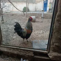 مرغ و خروس گلین