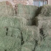 یونجه|لوازم جانبی حیوانات|جوکار, |دیوار