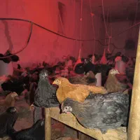 جوجه مرغ و خروس