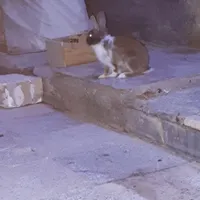 خرگوش لوپی،اهلی در حمیدیه