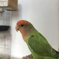 طوطی کوتوله برزیلی نر دستی چلوندنی