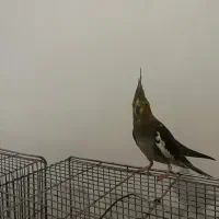 طوطی عروس کشیده و زیبا