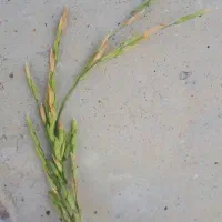 برنج محلی،فجر