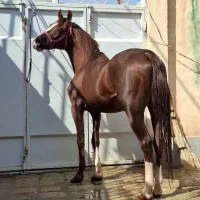 اسب عرب با برگه کشش|اسب و تجهیزات اسبسواری|حبیب آباد, |دیوار